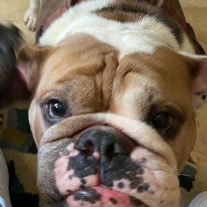 Meet your Posher, Dennis